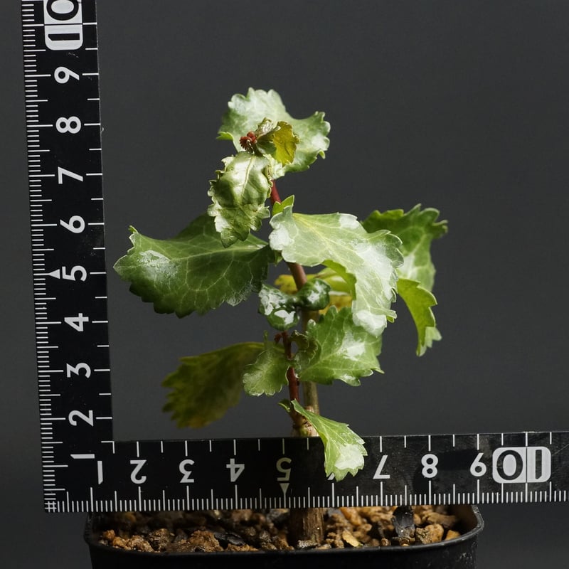 Commiphora wightii