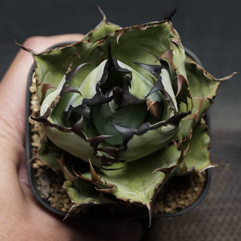 agave titanota