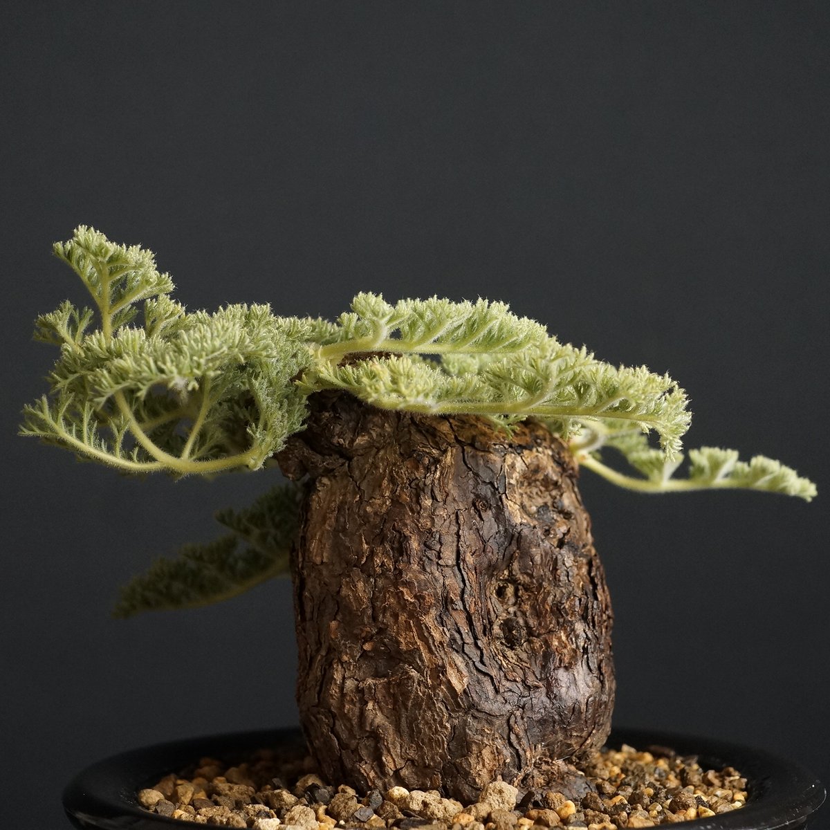 pelargonium triste pelargonium triste