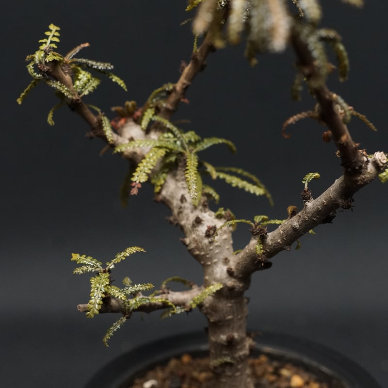 Boswellia socotrana Boswellia socotrana