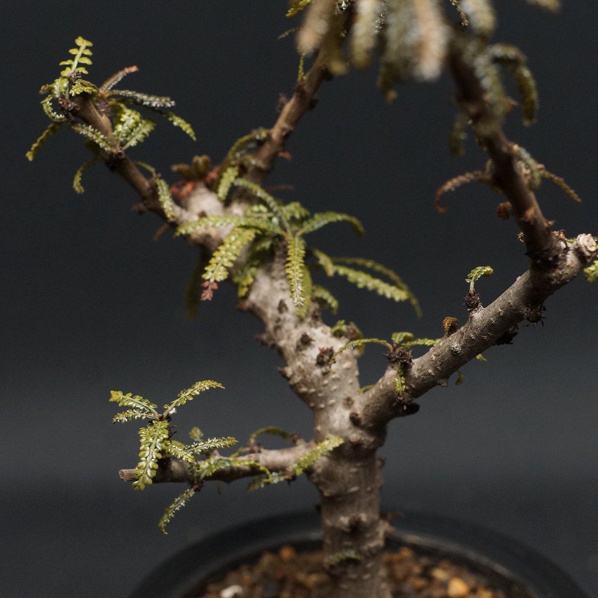 【入手困難！！】レア品　ボスウェリア　ソコトラナ 2025年最新】ボスウェリア ソコトラナの人気アイテム - メルカリ