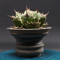 アガベ チタノタ【ドワーフ】 "Agave titanota" 管理2501