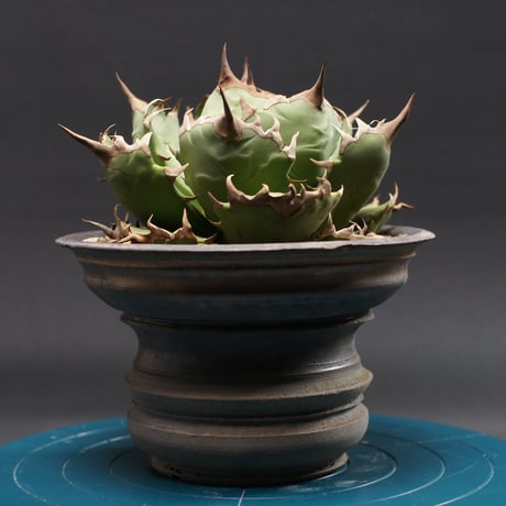 アガベ姫厳竜 | STORES