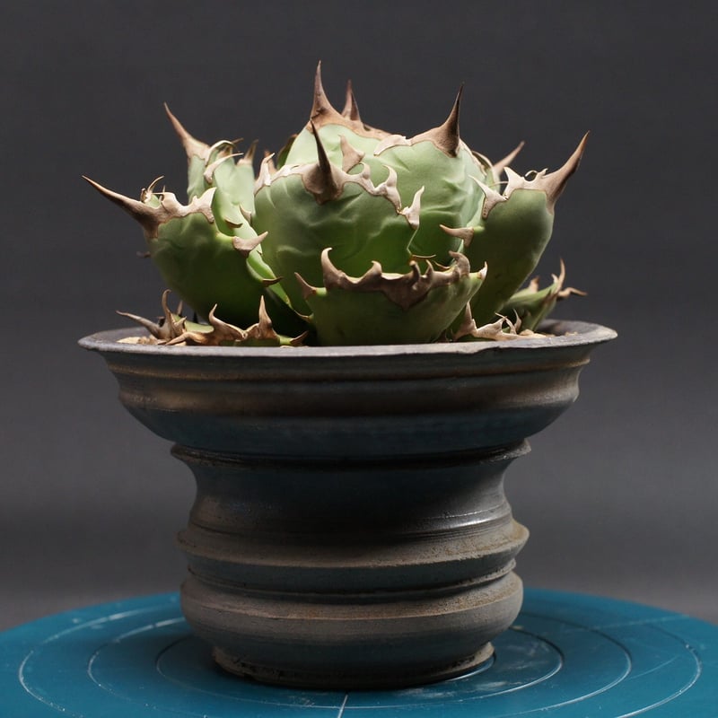 アガベ チタノタ【ドワーフ】 