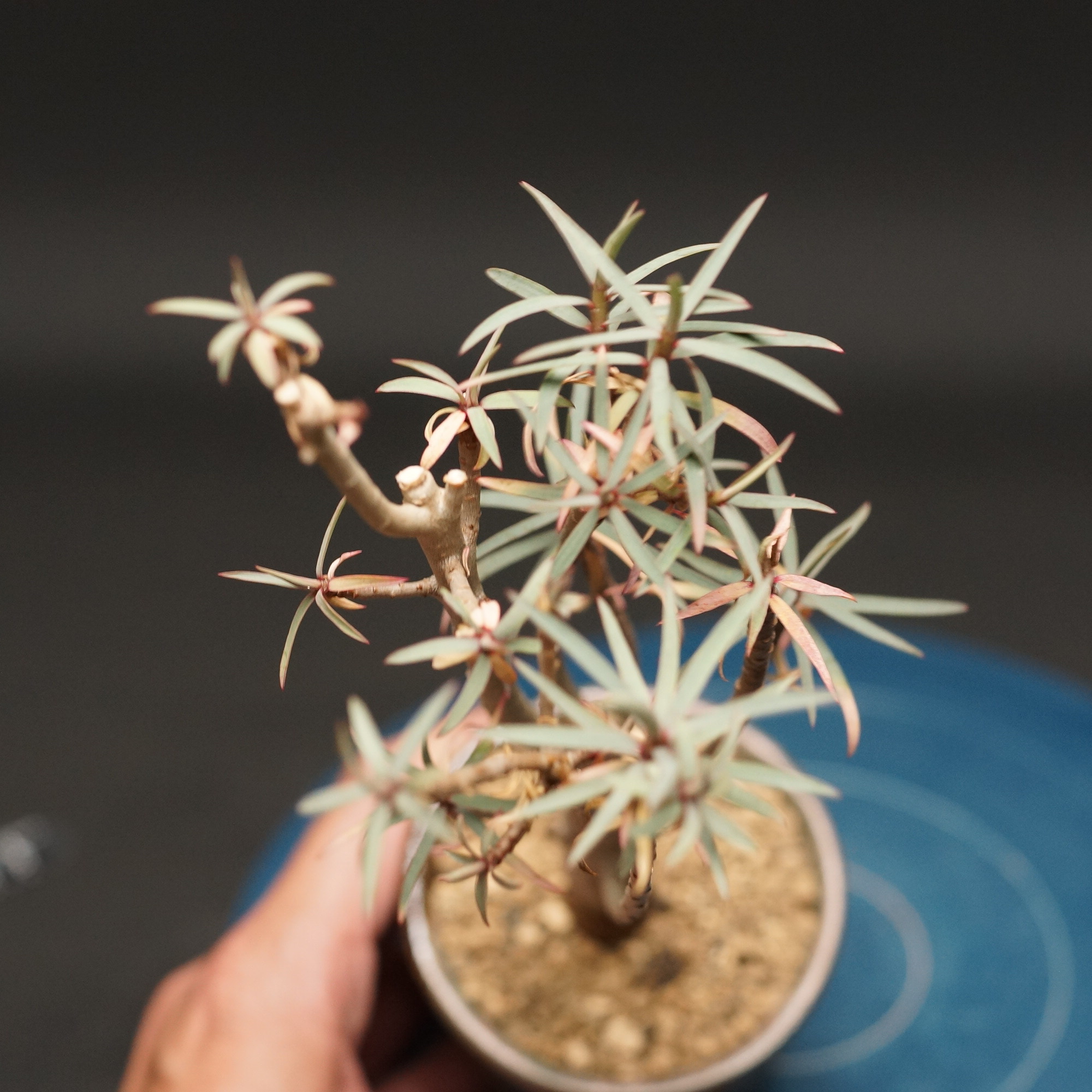 ユーフォルビア バルサミフェラ Euphorbia balsamifera 大株 ユーフォルビア バルサミフェラ 