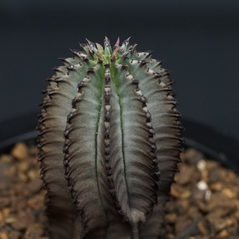 Euphorbia polygona