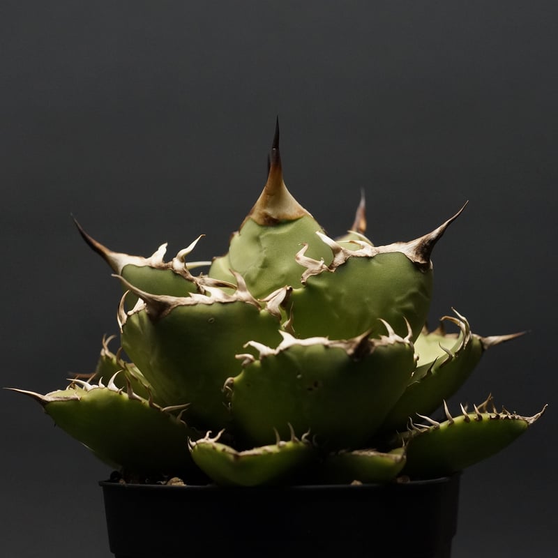 Agave titanota