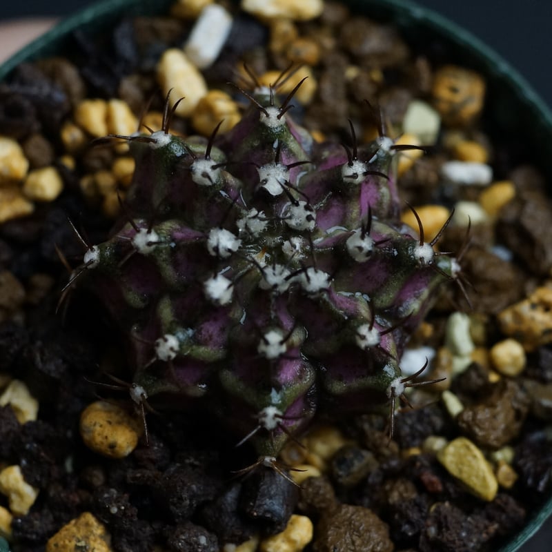 Gymnocalycium