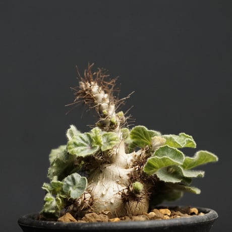 Ramat Planter #237 × ヤトロファ マルギナータ Jatropha marginata/ヤトロファ マルギナータ（No.316） | LEO.