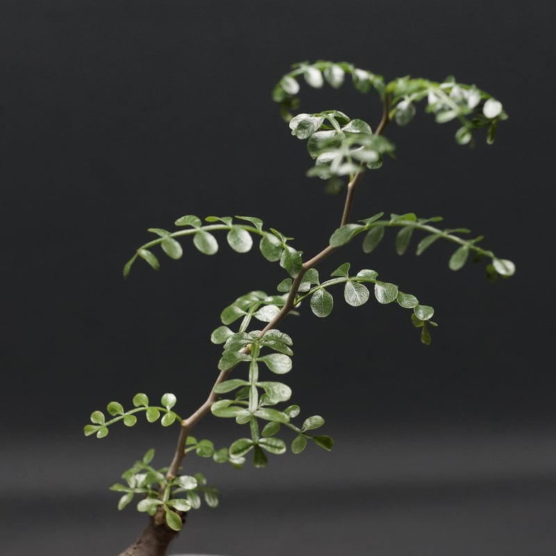 オペルクリカリア　ヒルスティッシマ　タンク3個 オペルクリカリア ヒルスティッシマ タンク3個