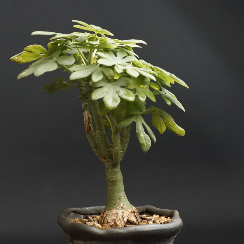 Adenia glauca