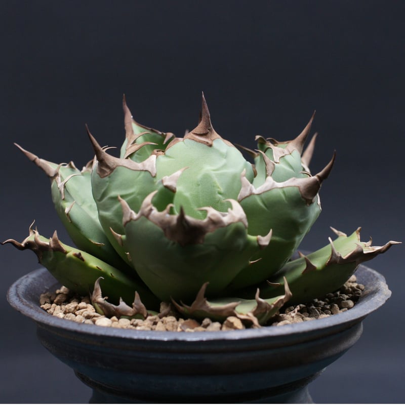 アガベ チタノタ【ドワーフ】 