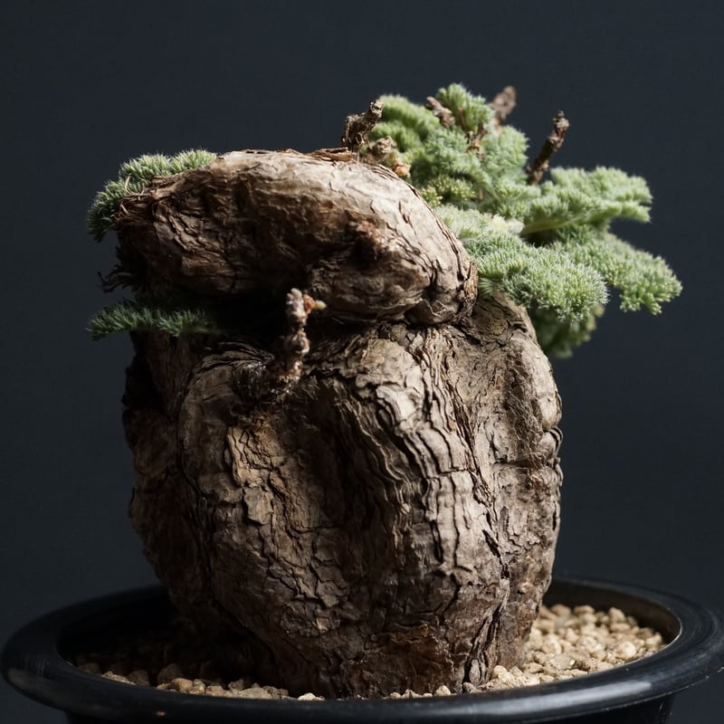 国内管理5年目 特大株 ペラルゴニウム トリステ pelargonium