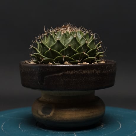 カクタス | STORES