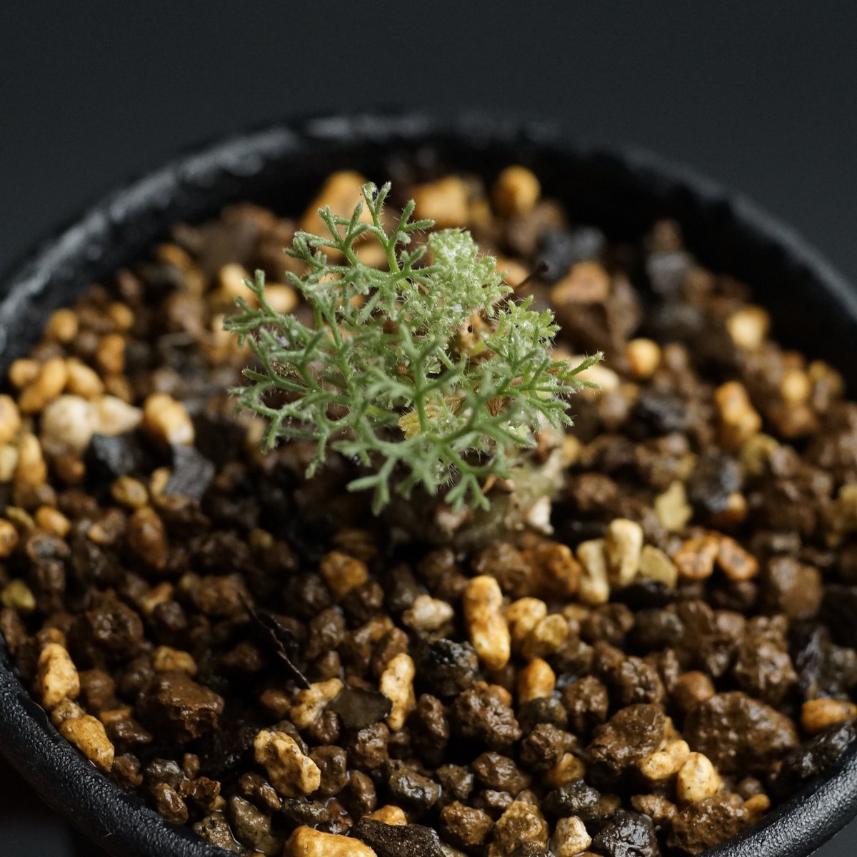 Sarcocaulon peniculinum