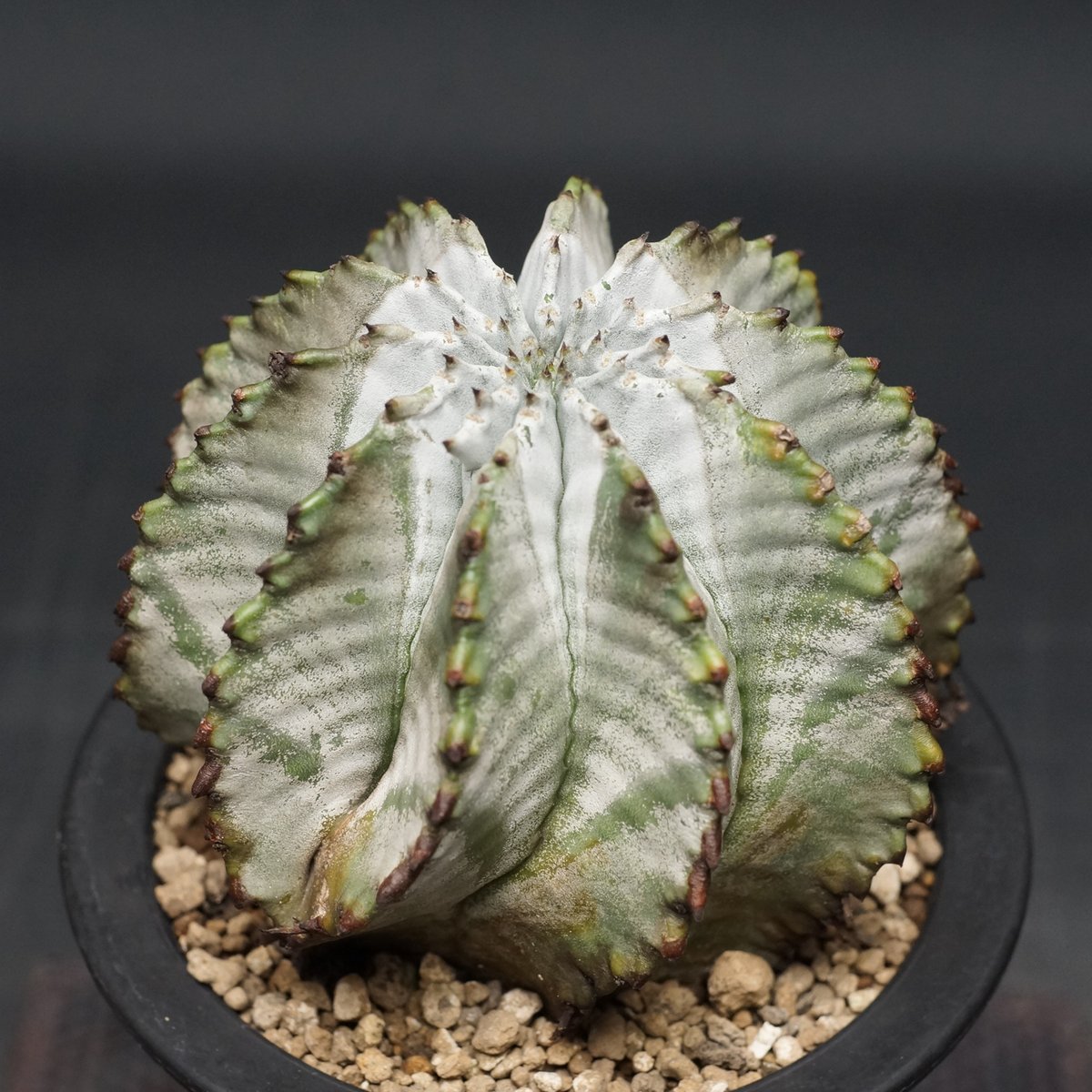 Euphorbia horrida alba