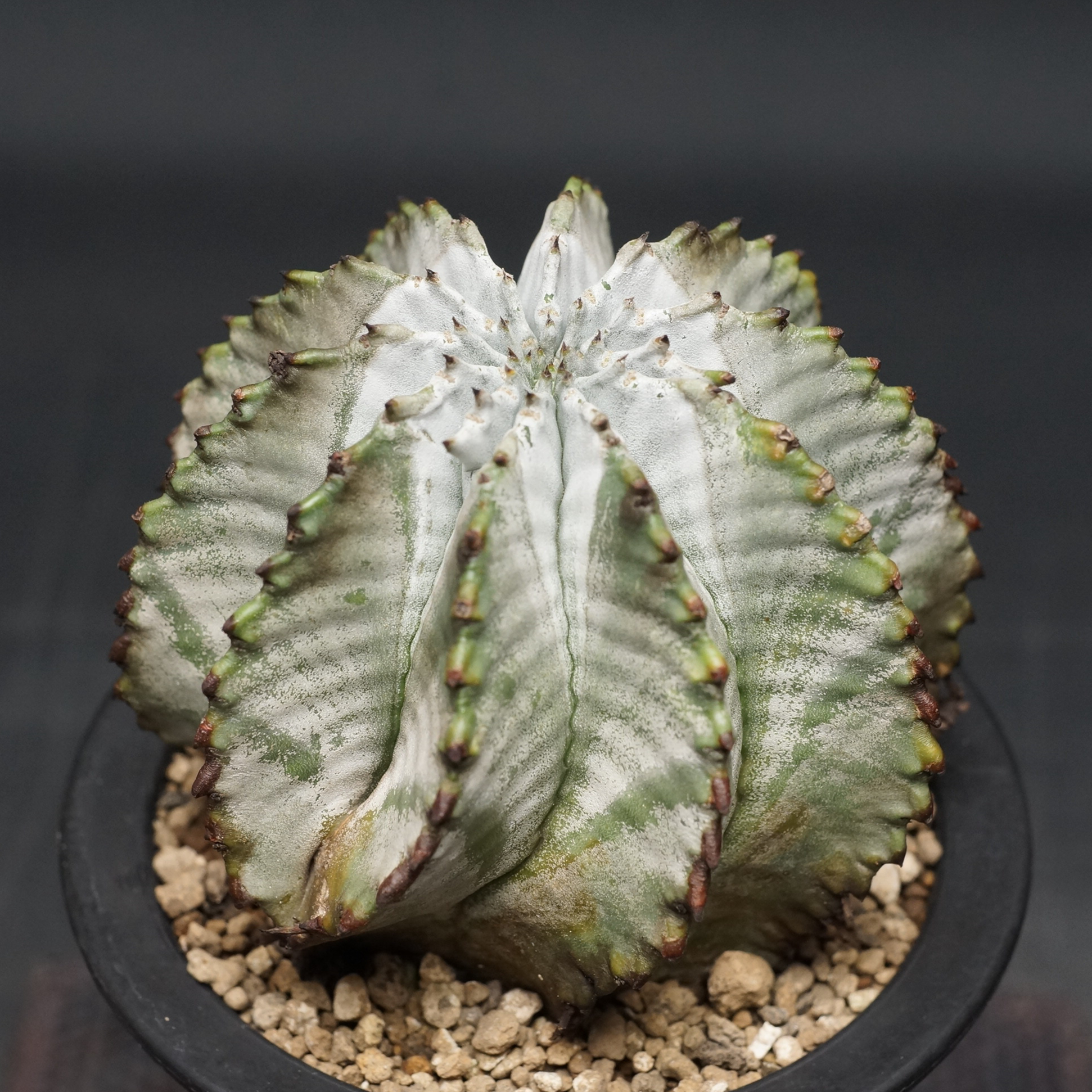 Euphorbia horrida alba