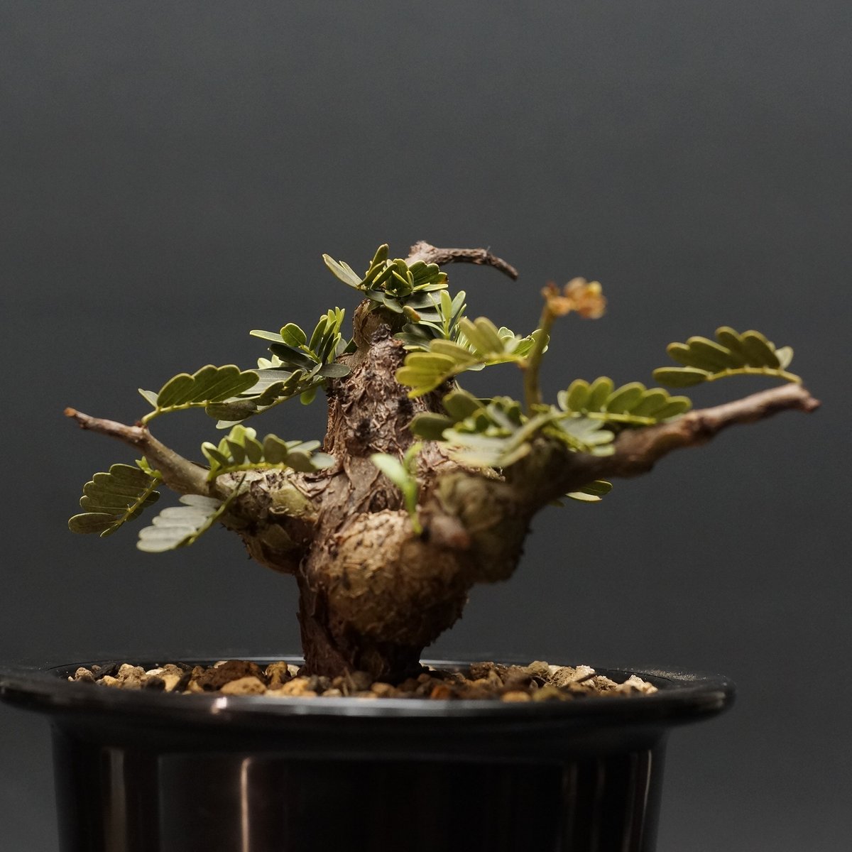 Senna meridionalis