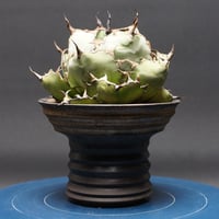 アガベ チタノタ【ブラック＆ブルー】 "agave titanota" 管理2658