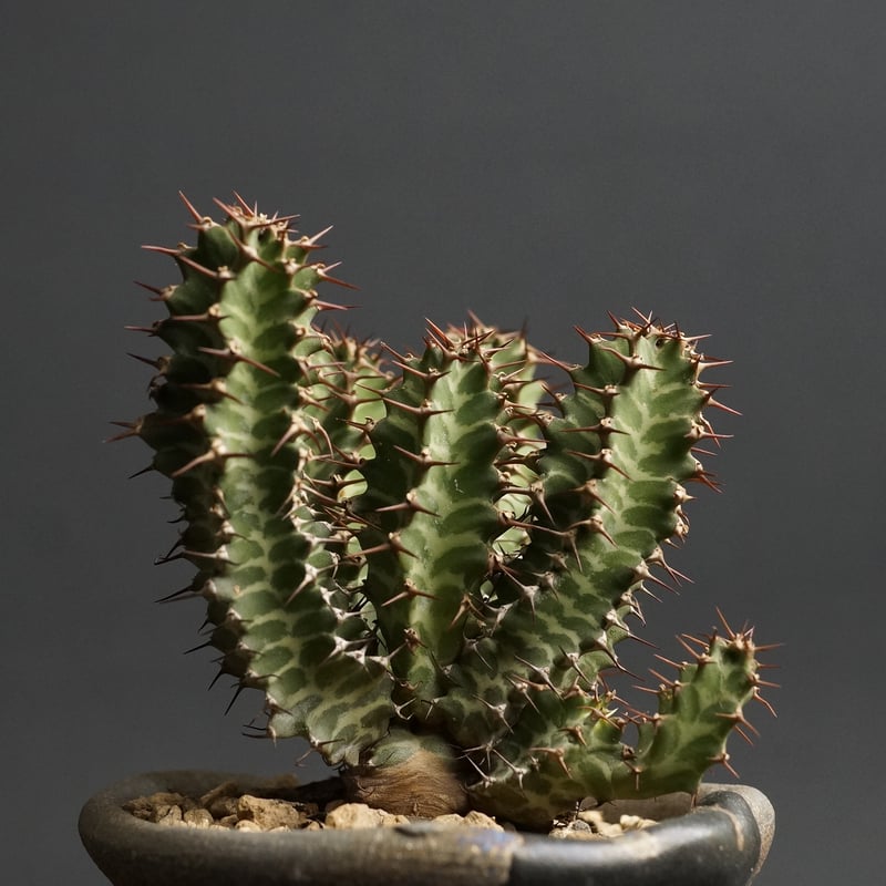 Euphorbia knobelii