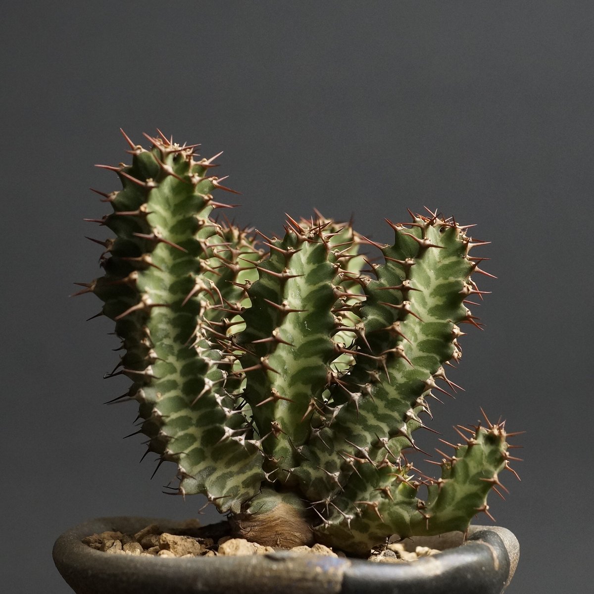 Euphorbia knobelii ユーフォルビア ノベリー　【閃光閣】 isla del pescado - Euphorbia knobelii-閃光閣