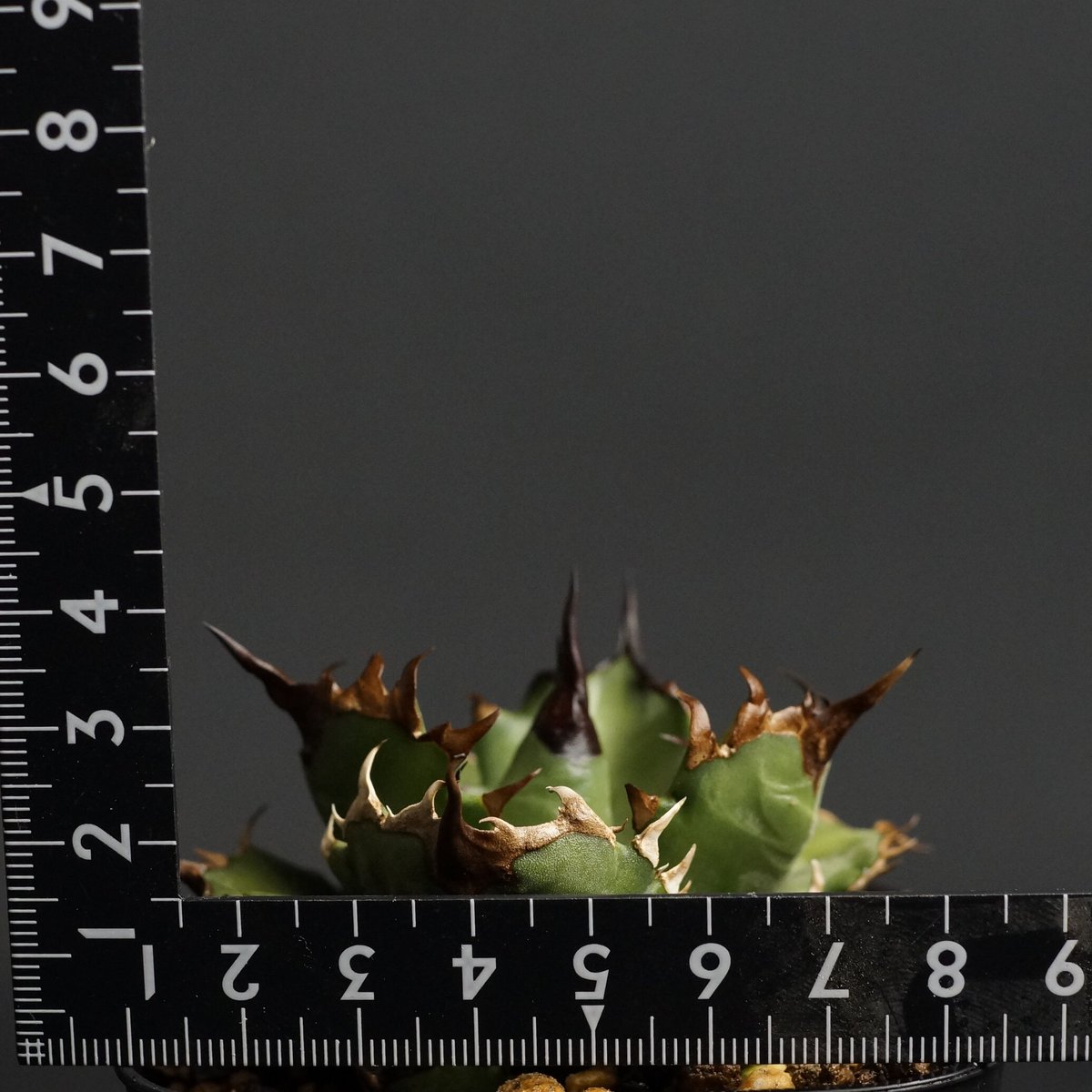 Agave titanota Agave titanota