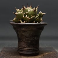 AGAVE TITANOTA FO76 compacta AGAVE TITANOTA FO76 compacta