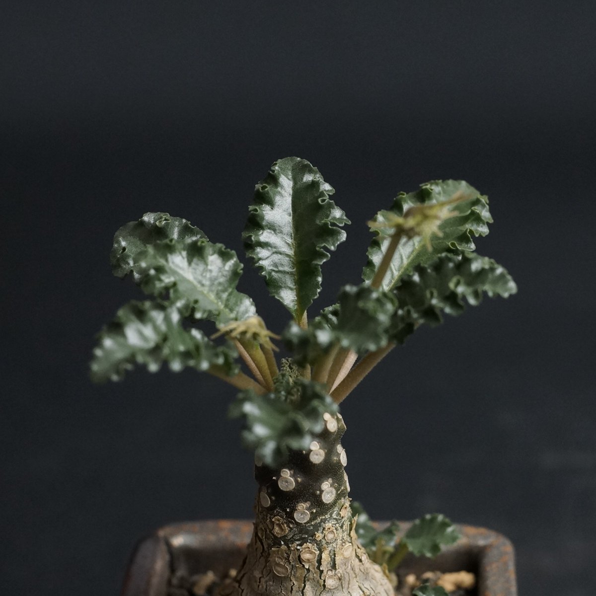 Dorstenia lavrani hyb Dorstenia lavrani hyb
