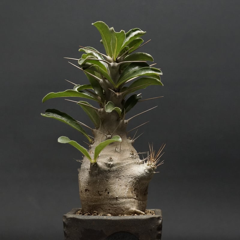 白馬城 パキポディウム・サウンデルシー① Pachypodium 白馬城 パキポディウム・サウンデルシー① Pachypodium