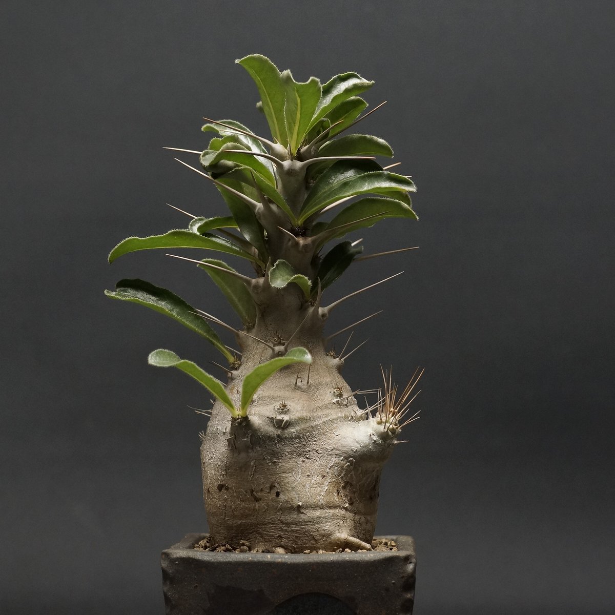 Pachypodium saundersii