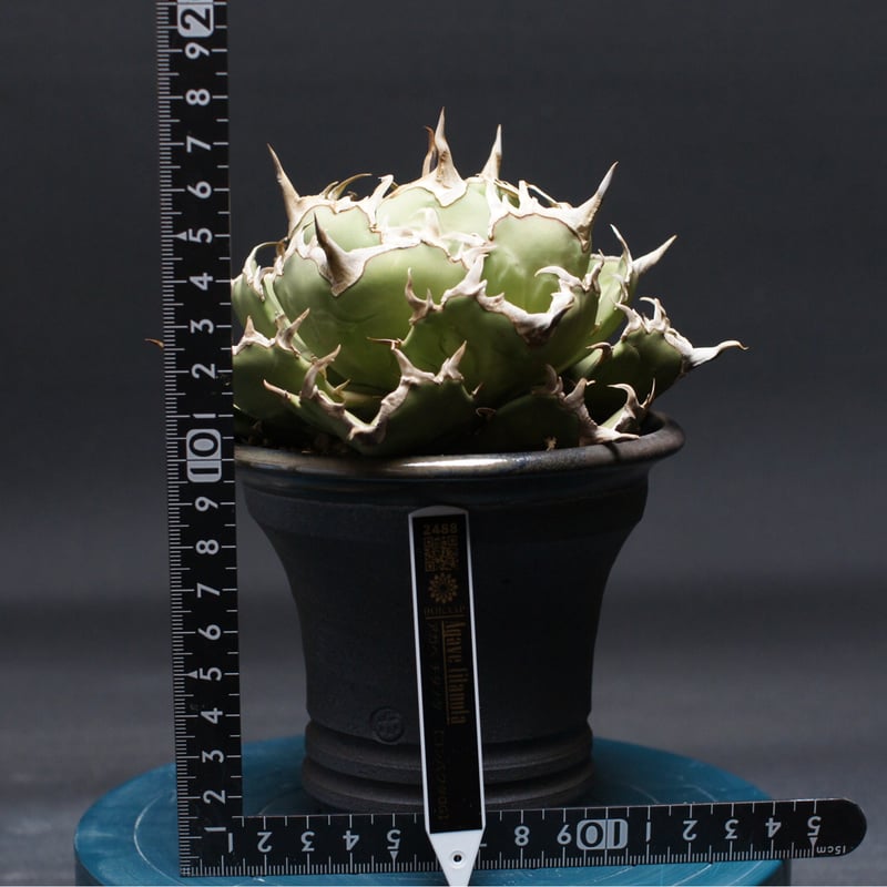 アガベ チタノタ 【コンパクタGG】 