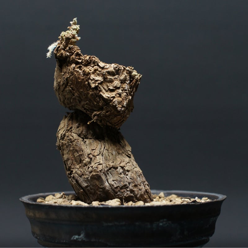 Pelargonium triste ペラルゴニウム トリステ 鉢付 ペラルゴニウム トリステ 