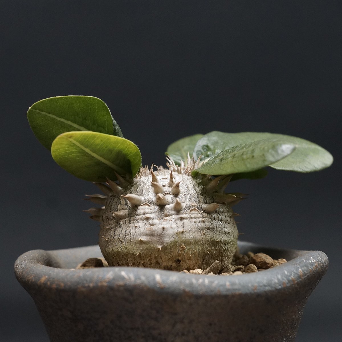 パキポディウム ブレビカウレ 恵比寿笑い 5年目 国内実生 開花株