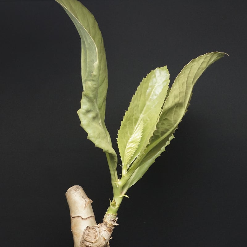 Cyphostemma juttae Cyphostemma juttae