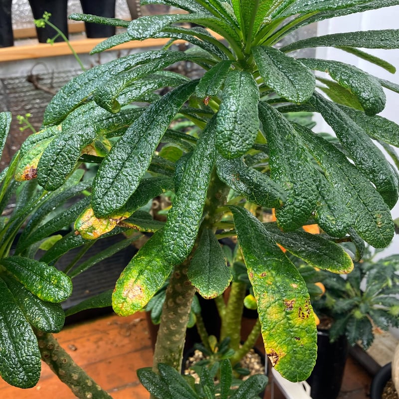 Dorstenia gigas