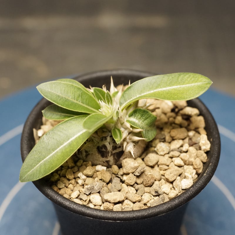 ☺︎ ウィンゾリーとエニグマチカム Pachypodium enigmaticum