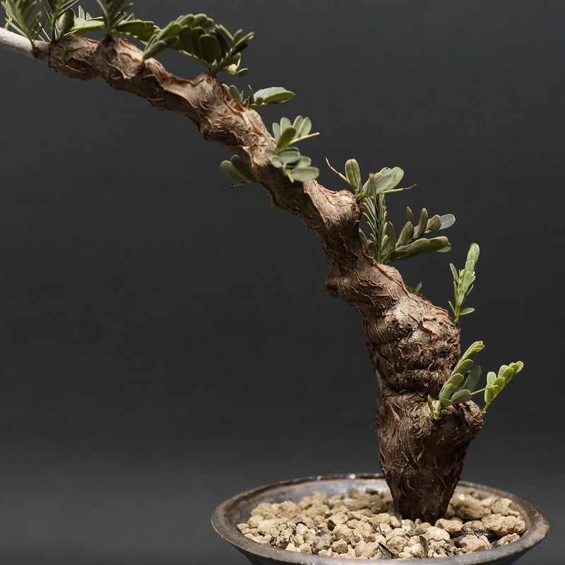 多肉植物Senna meridionalis 沙漠蘇木 メリジョナリス センナ Senna meridionalis