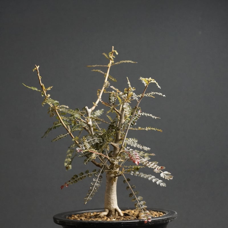 Boswellia hyb socotrana × nana