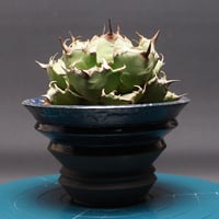Agave Ripple Effect