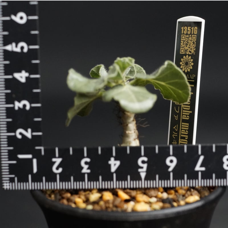 Jatropha marginata