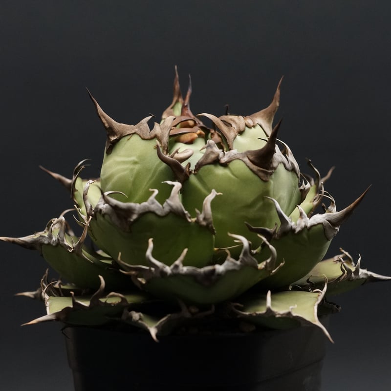 Agave titanota