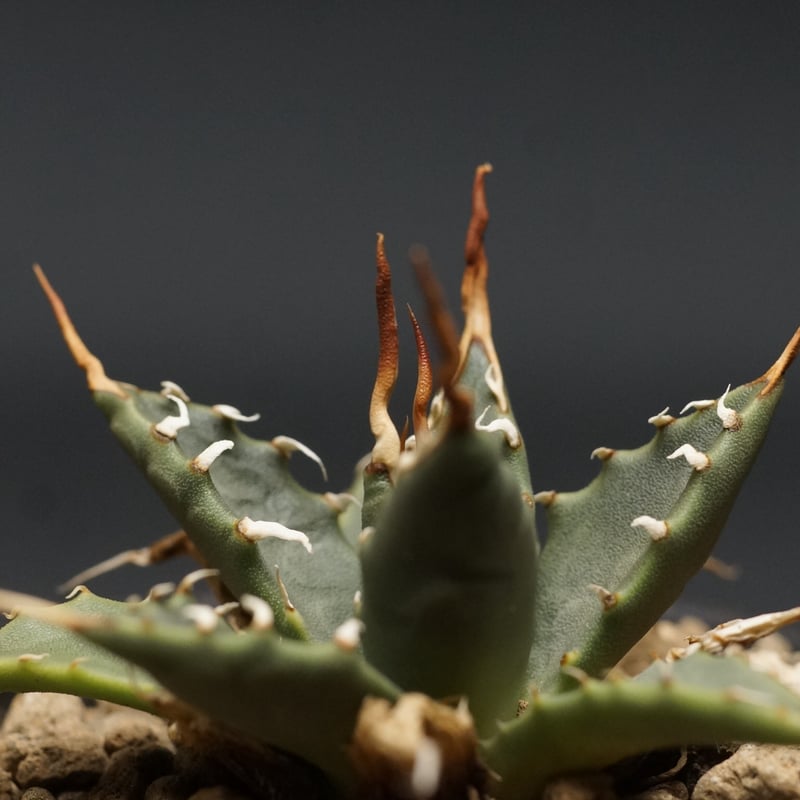Agave utahensis var. eborispina