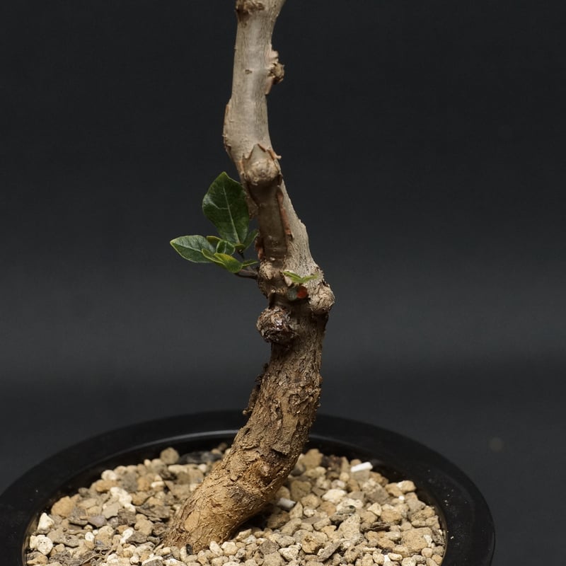 Commiphora sp Onilahy Commiphora sp Onilahy