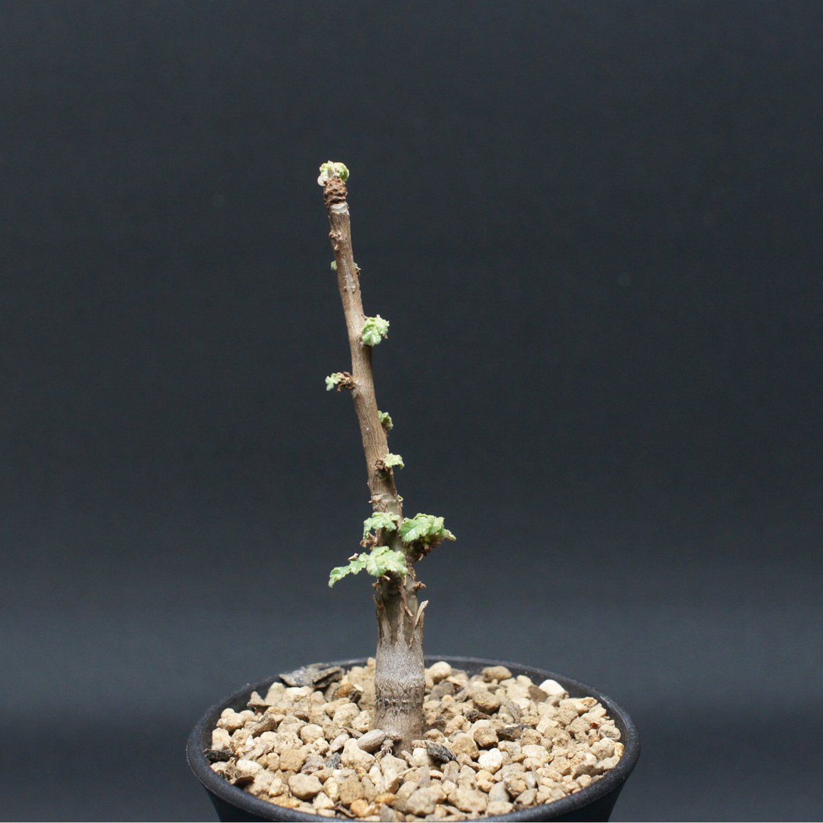 ボスウェリア サクラ 鉢ごと発送 Boswellia sacra ボスウェリア サクラ 