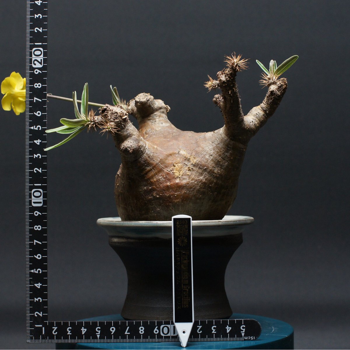 パキポディウム グラキリス 