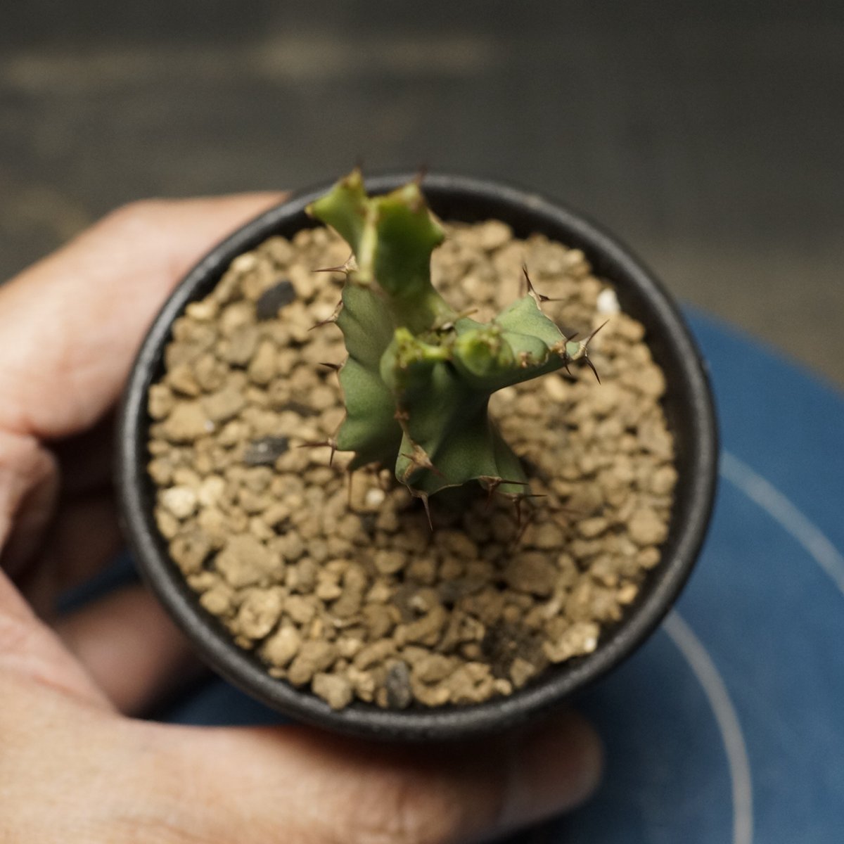 Euphorbia graniticola