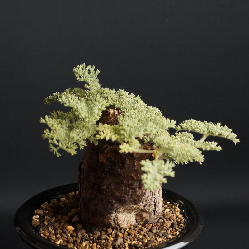 pelargonium triste