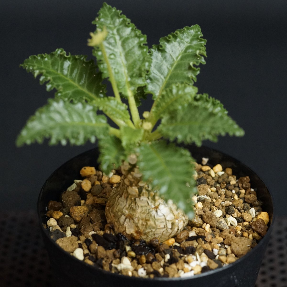 Dorstenia horwoodii hyb Dorstenia horwoodii hyb