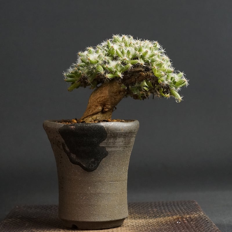 Trichodiadema densum