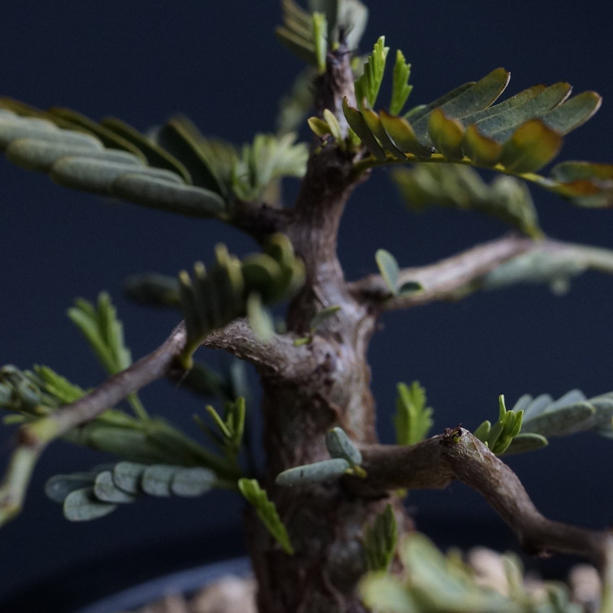 Senna meridionalis